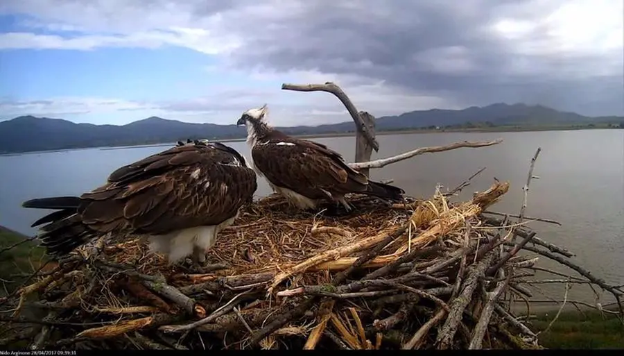 Falco pescatore, solo sette coppie nidificano in Italia. Ecco come vengono protette