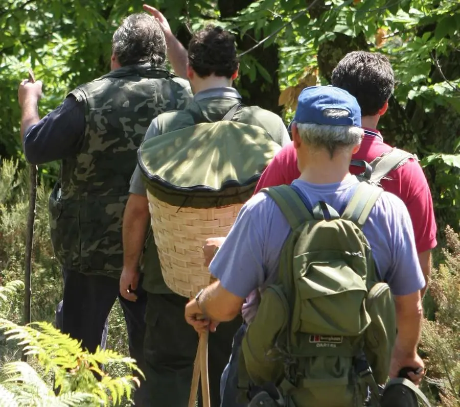 Raccolgono funghi, finiscono tutti in ospedale