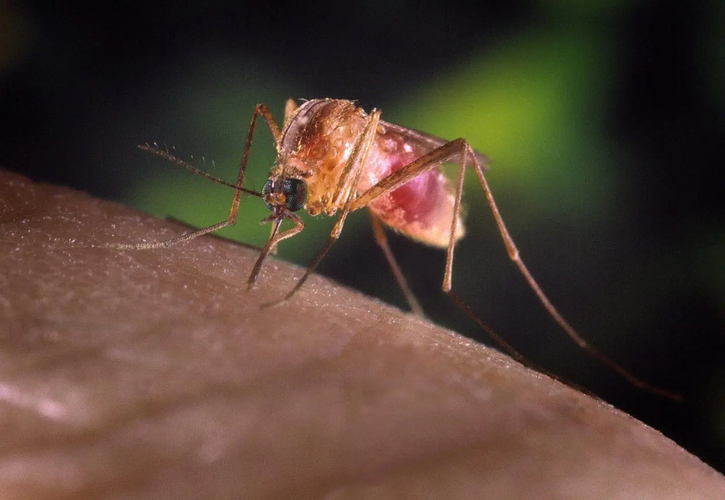 Allarme zanzara West Nile, disinfestazione di parchi, fossi e orti / VIDEO / FOTO