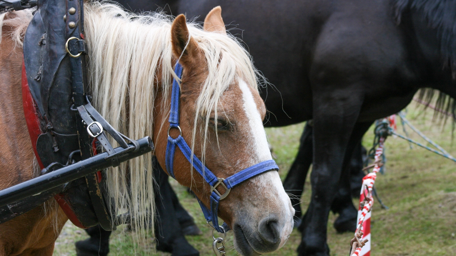 Cavallo in una foto L.Gallitto