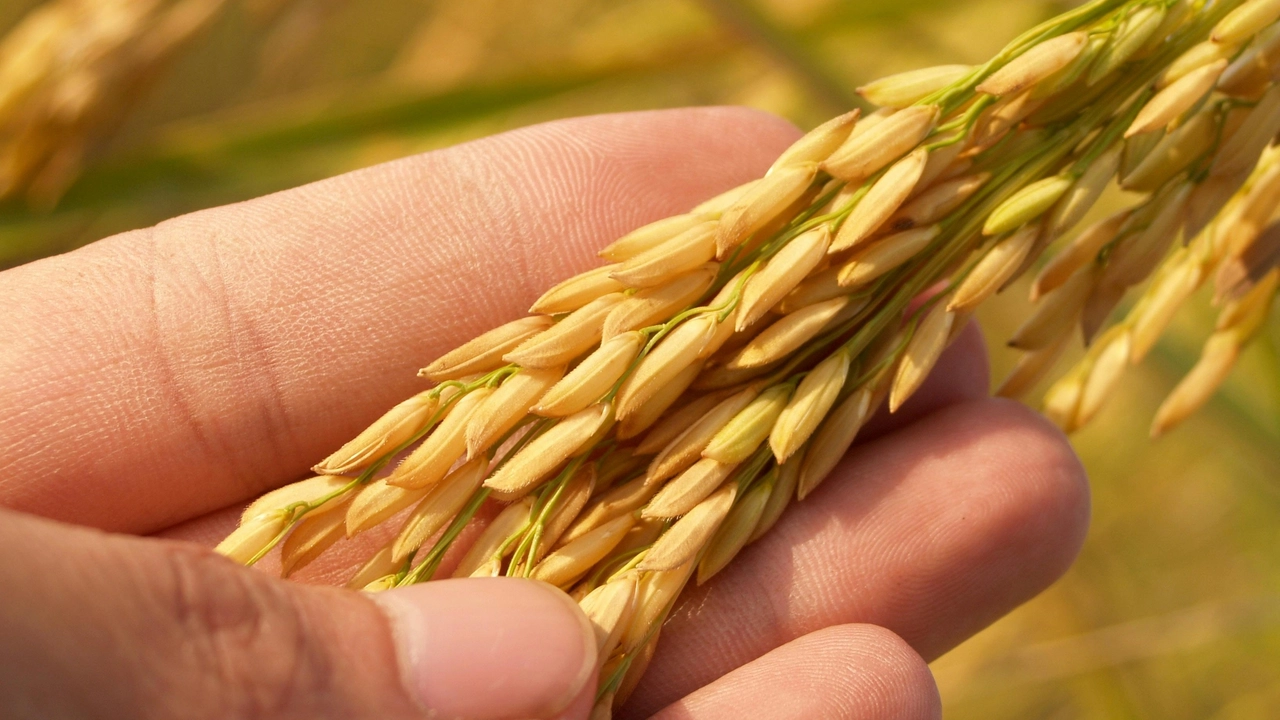 Comunicare l’agricoltura sostenibile, a Perugia un corso gratuito per gli imprenditori