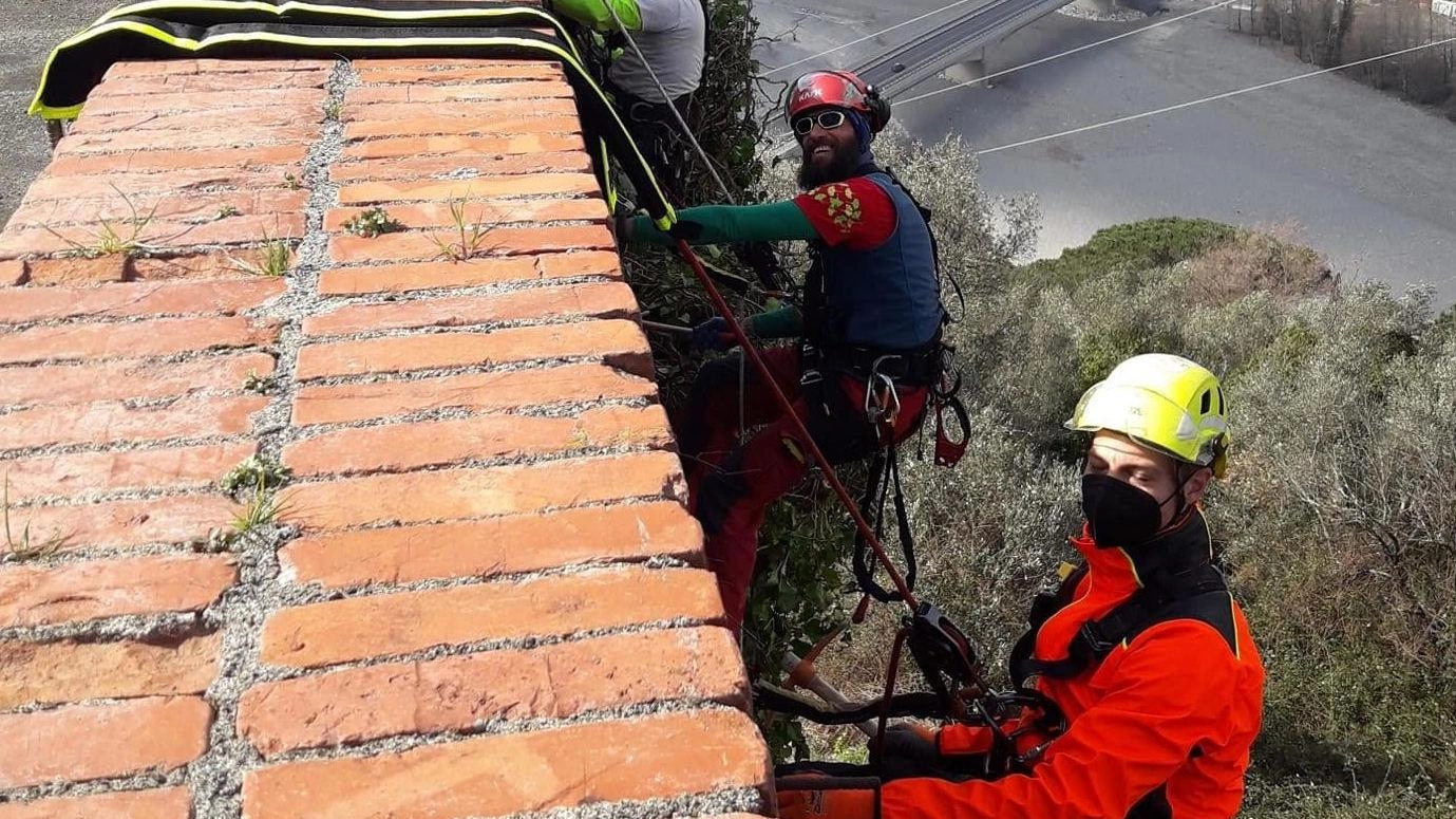 Restauro acrobatico delle mura  "Stop piante infestanti: nuova vita"