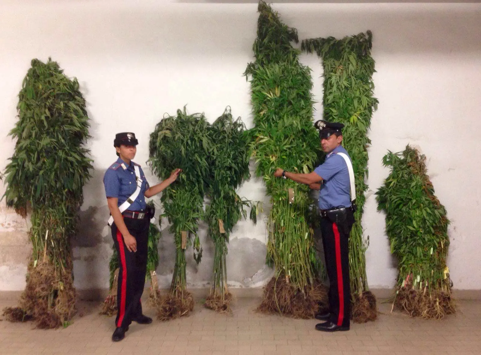 La filiera corta della marijuana: nel podere scattano le manette