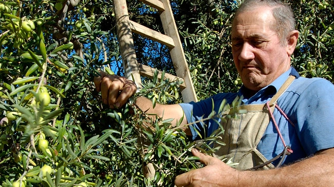 Al lavoro tra gli ulivi