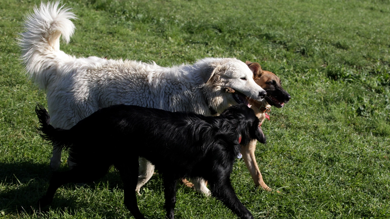 Cani in una foto di repertorio (L.Gallitto)