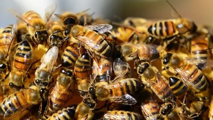 Maltempo in Toscana, intere famiglie di api spazzate via dal vento e dalla pioggia