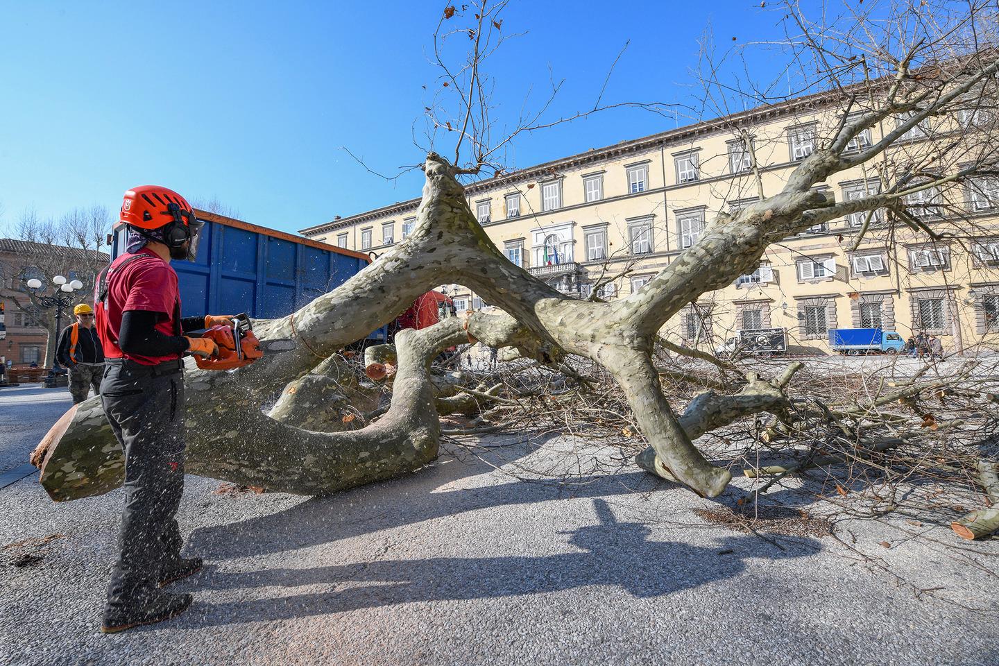 Alberi Di Piazza Napoleone, Giù I Platani Secolari