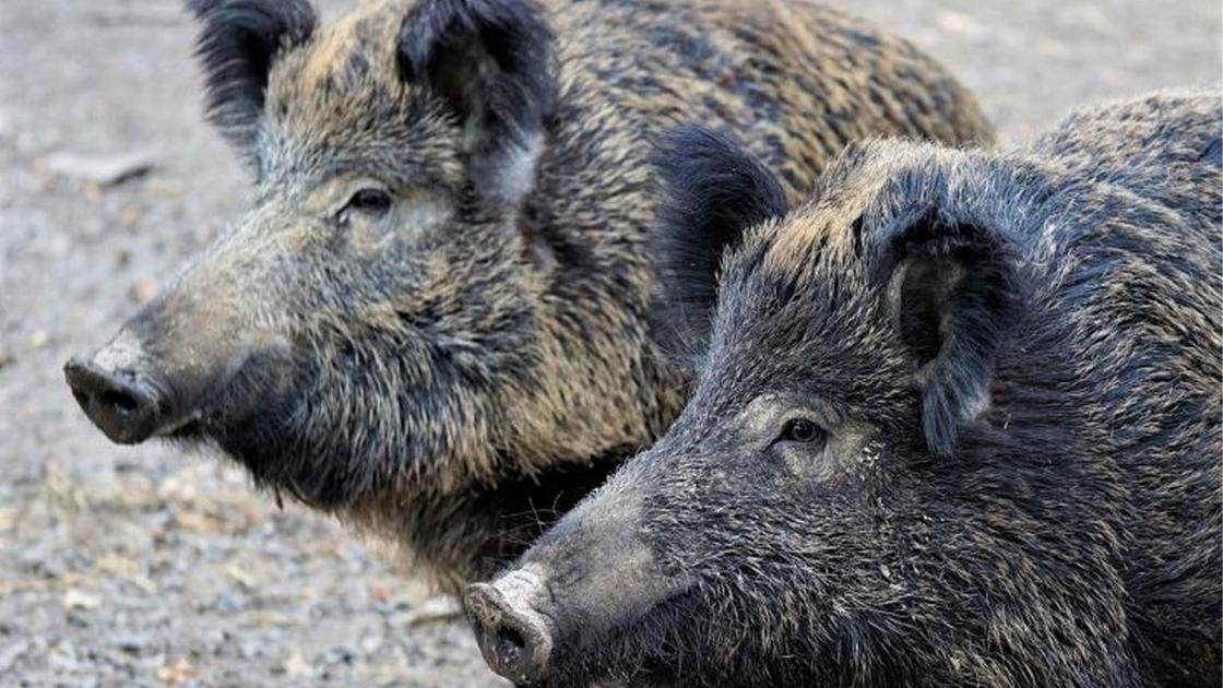 Caccia con arco e frecce, sì della Liguria. Brambilla: «È da barbari».  Mobilitazione animalista per fermare la legge