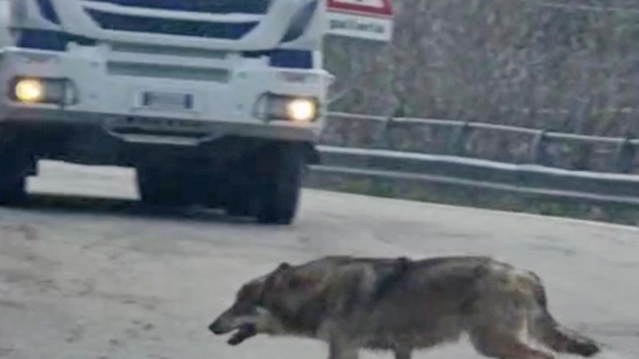 Attacco di lupi ad Arezzo, la paura dei cittadini non si placa