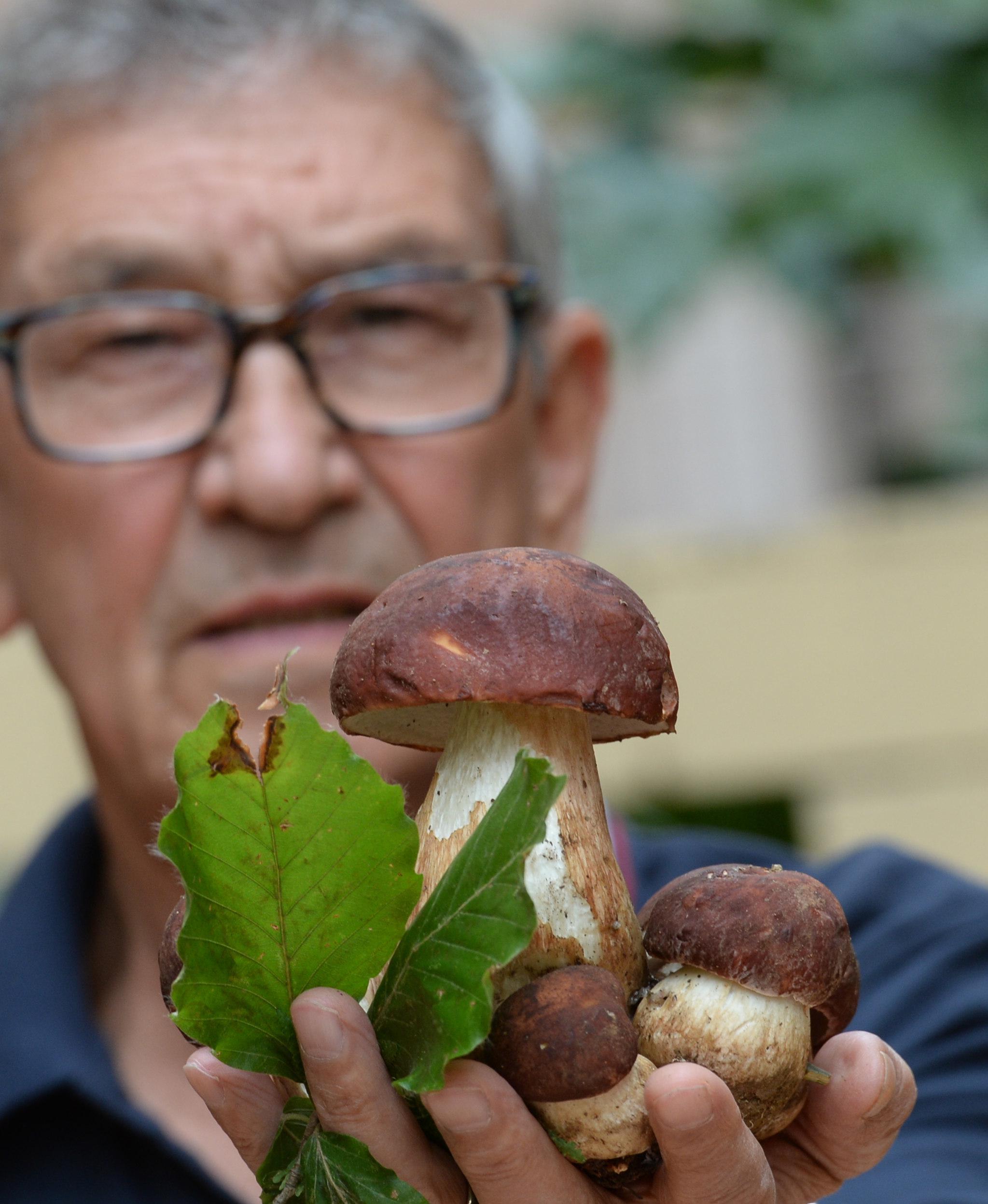 Come riconocere i funghi velenosi La mostra tra incontri e curiosità