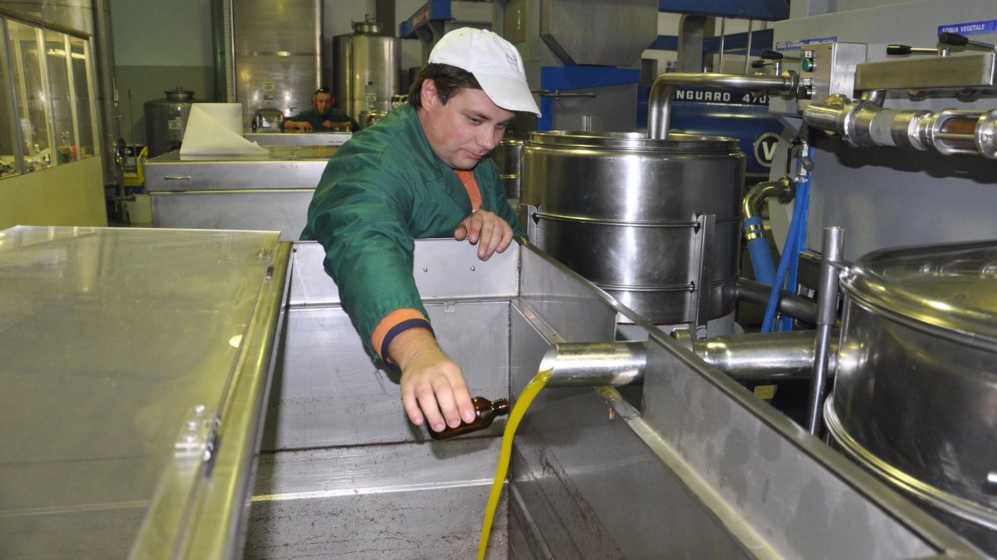 Per l'olio in Maremma è un'ottima annata