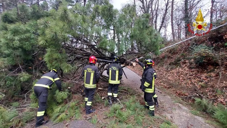 Vaiano, crolla un pino e danneggia la linea elettrica