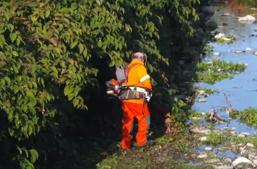 Piante Aliene In Toscana Alla Scoperta Del Poligono Del Giappone E