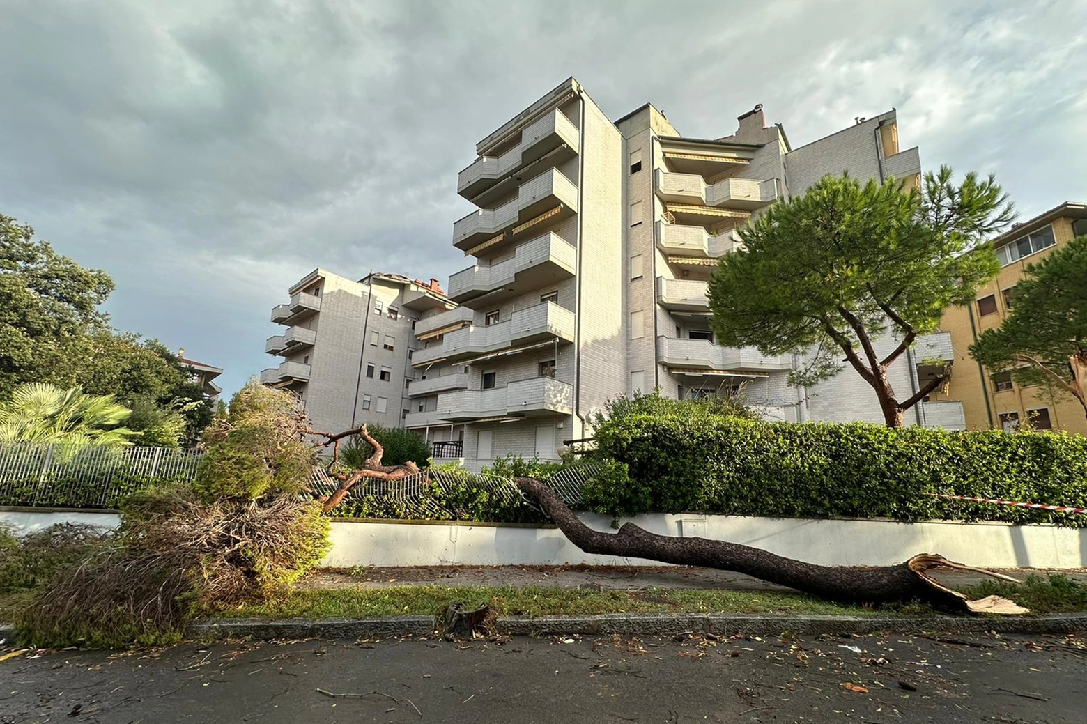 Un albero caduto a Livorno per il maltempo (Foto Novi)