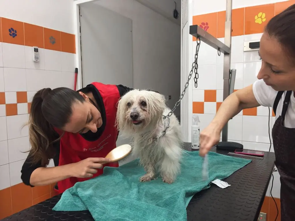 "Un giorno da artigiano", l’assessore Sara Funaro alle prese con la toilette per cani