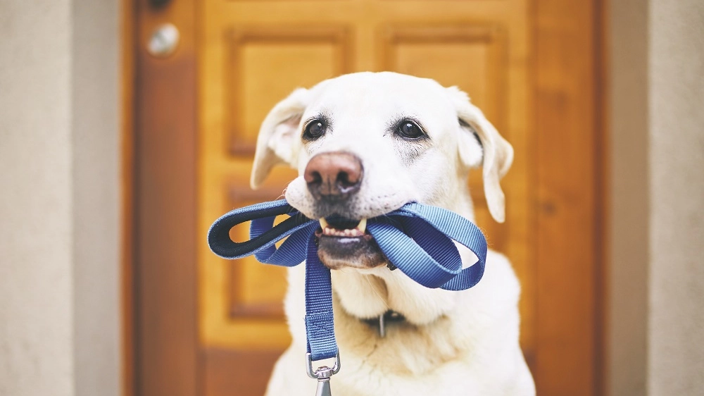 Un cane aspetta di essere portato a fare una passeggiata