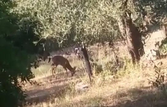 Vigneti devastati dai caprioli: "Per la siccità si dissetano con acini d'uva"