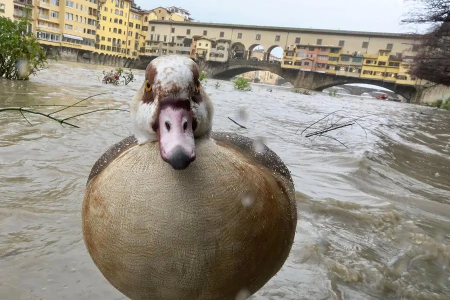 La piena dell'Arno passa sotto gli occhi attenti... delle papere. Ecco le foto