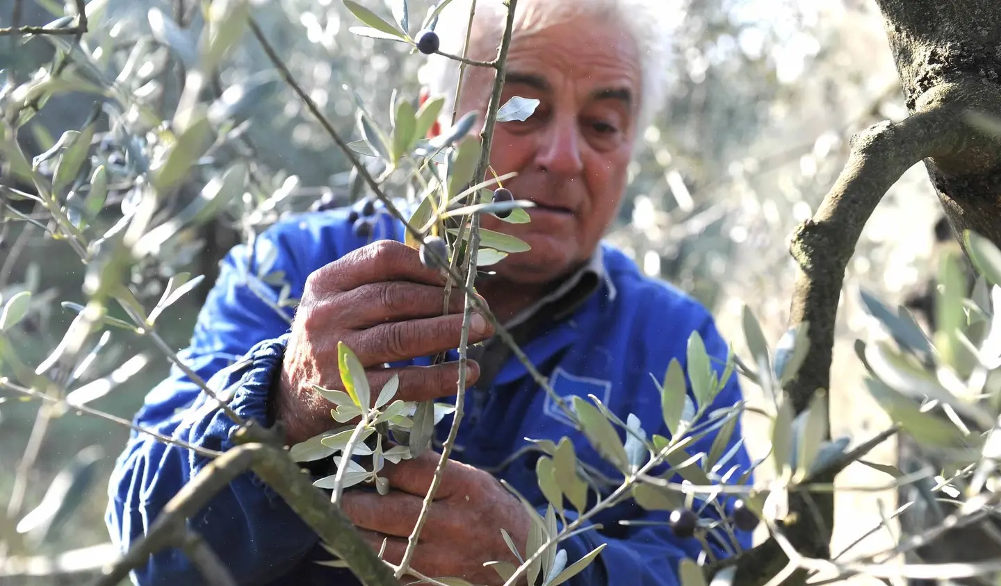 Olio ‘lampante’ spacciato per biologico