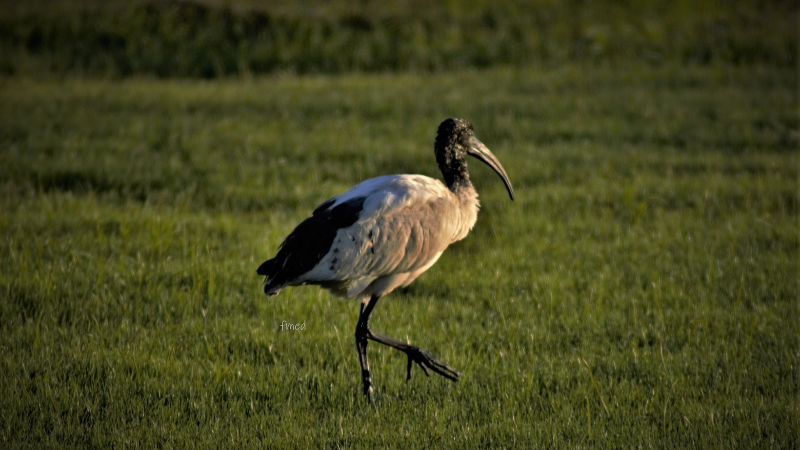 L'ibis avvistato vicino a Pisa