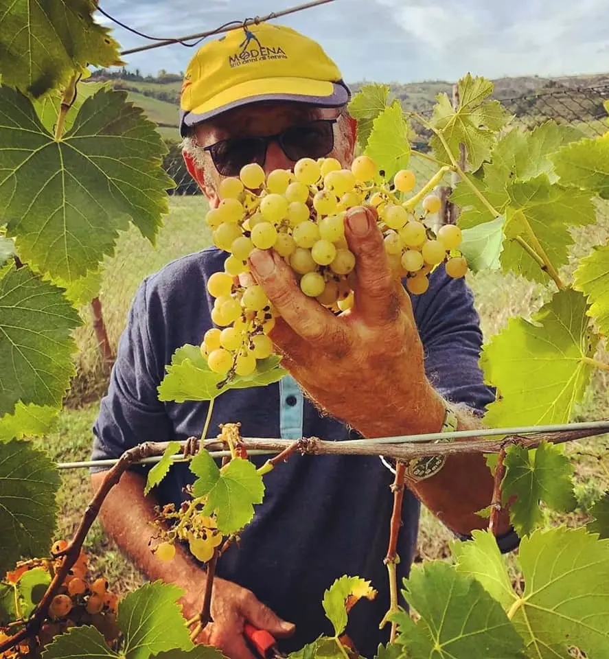 Siccità, "L’acqua non salverà più le uve". Vendemmia con un calo del 30%