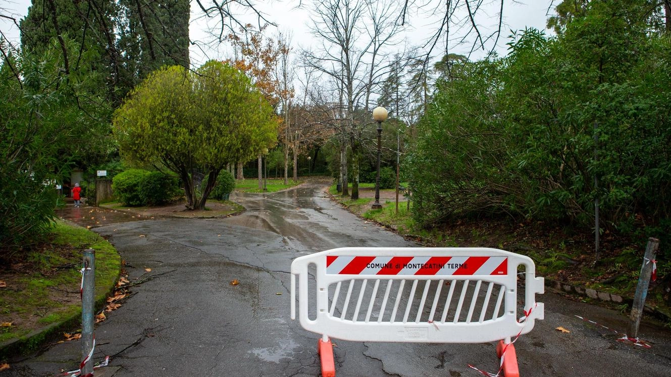 Il ciclone sulla Pineta. Bracali scrive a Baroncini: "Il patrimonio va tutelato"