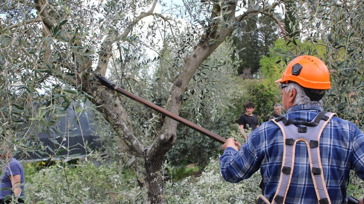 Il recupero degli oliveti. A lezione di potatura