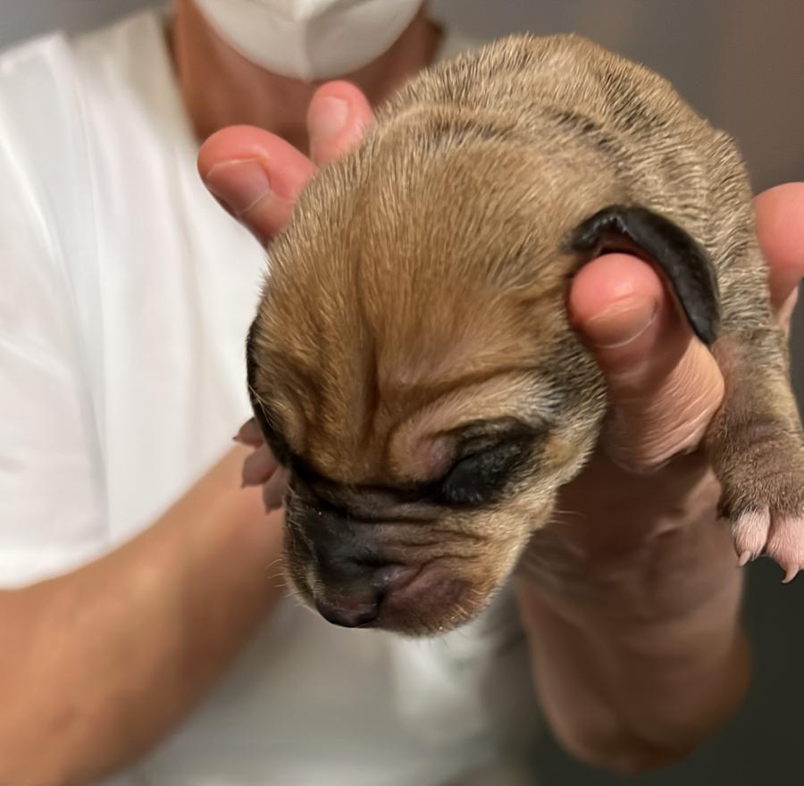 Gettano tre cuccioli di cane nella spazzatura