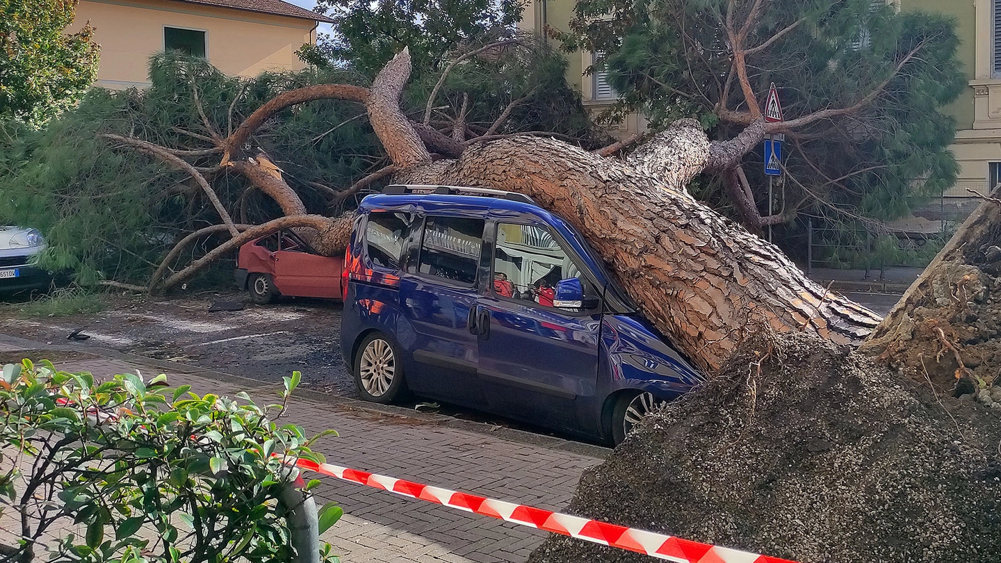 L’albero caduto venerdì in viale Adua (foto Goiorani)