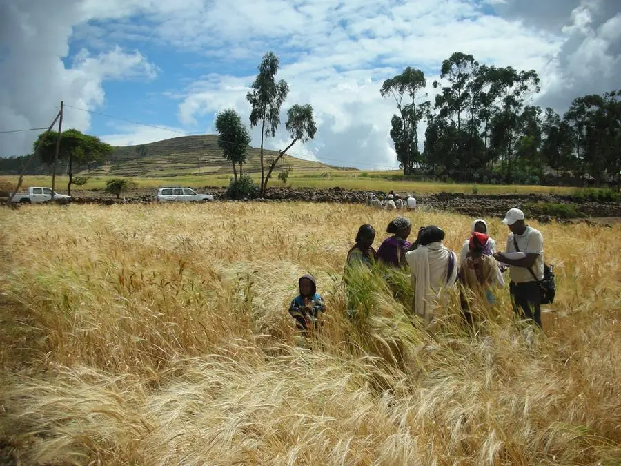 Genetisti della Sant’Anna in soccorso dell’agricoltura contro il cambiamento climatico