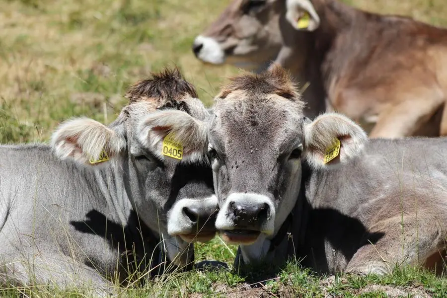 "Latte migliore se le mucche consumano gli scarti dell'olio extravergine toscano"