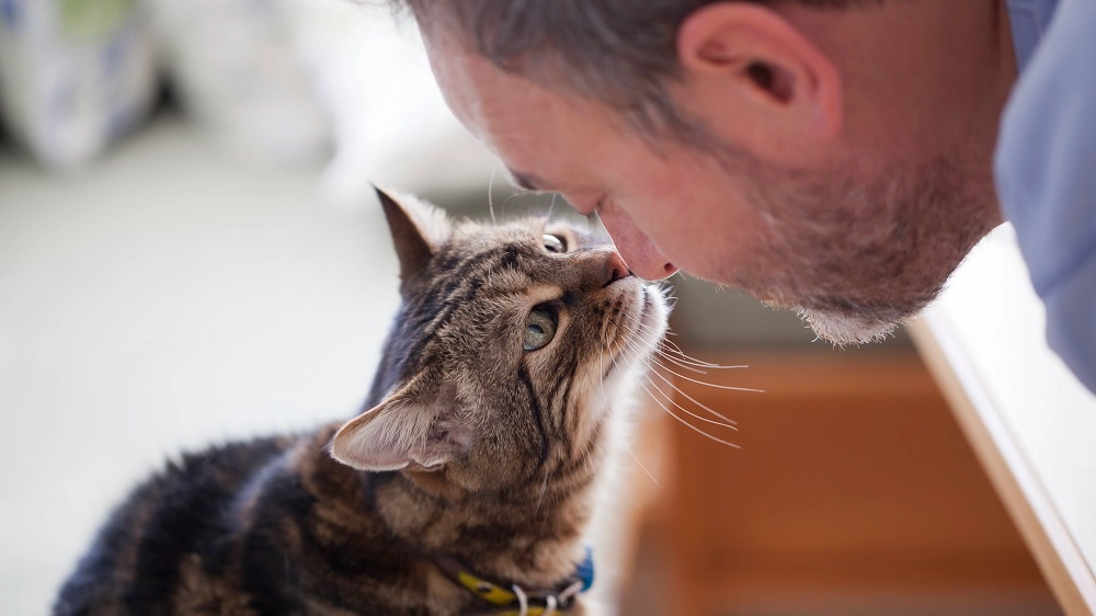 Gatti: dimostrazione di affetto 