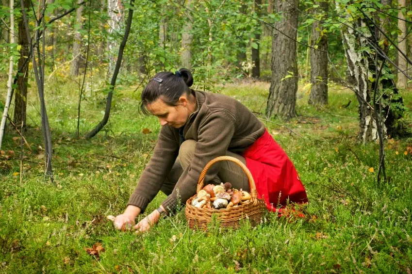 Raccolta funghi, la stagione è iniziata bene, occhio però ai divieti