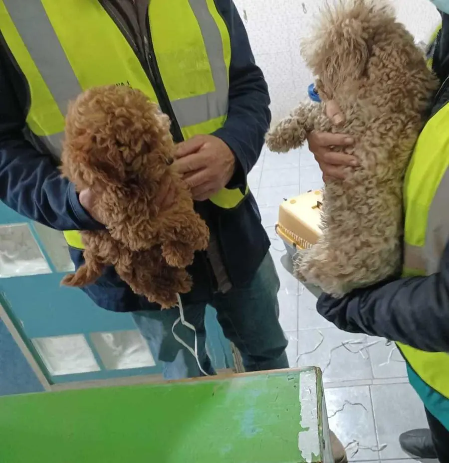 "Bastonate al cagnolino, Fiocco ha perso un occhio"