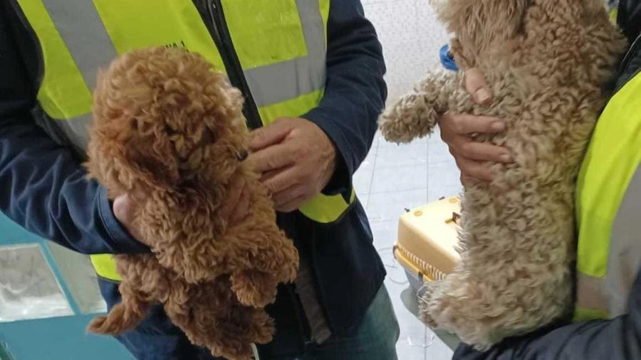 Il cagnolino è stato portato dal veterinario: purtroppo, ha perso un occhio