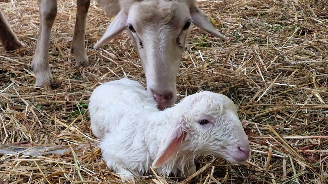 L'agnellino nato nel presepe vivente a Gricignano, frazione di Sansepolcro