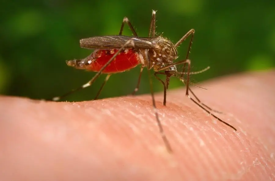 West Nile, a Livorno ricoverato uomo di 70 anni. Era in vacanza a Massarosa