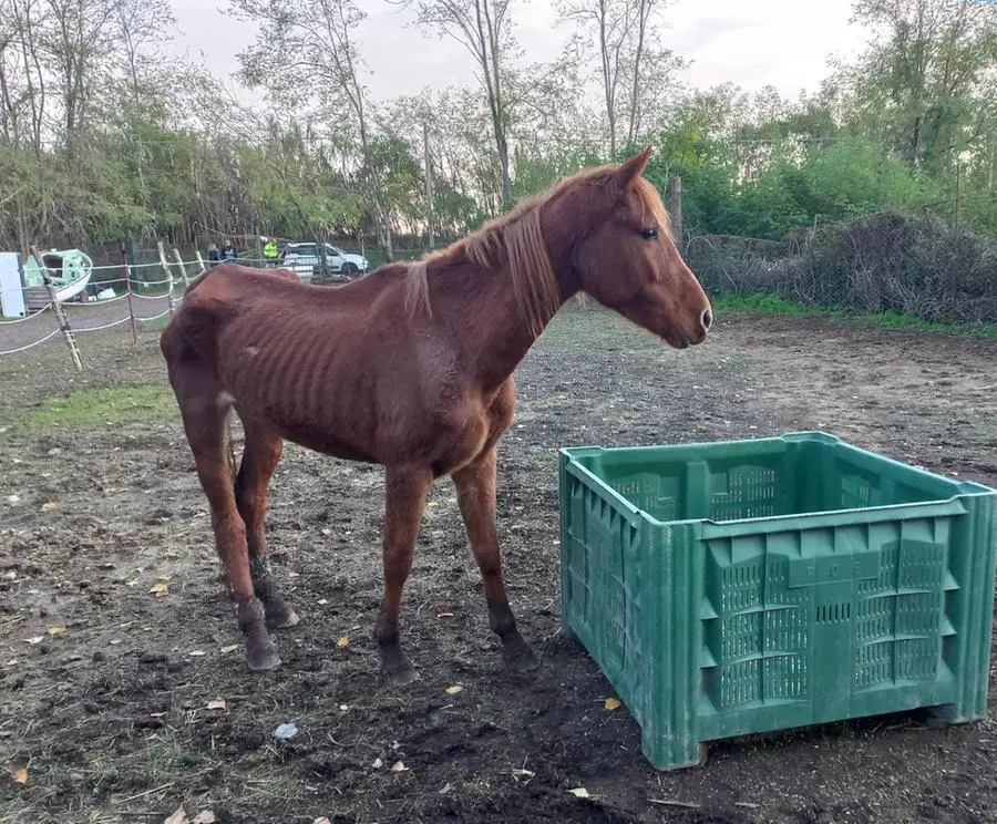 Cavalli e asini denutriti, i carabinieri denunciano due allevatori a Sarzana