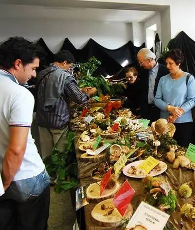 Mancano i funghi e la sagra quest’anno salta