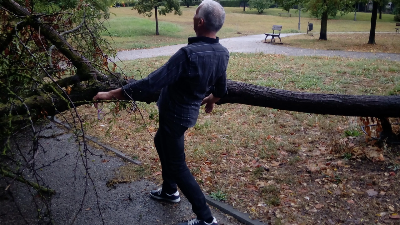 Il grosso albero che è crollato nel parco Aldo Moro di Altopascio