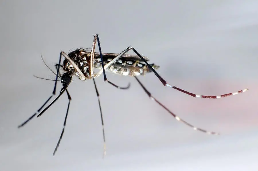 Terzo caso di West Nile in Toscana