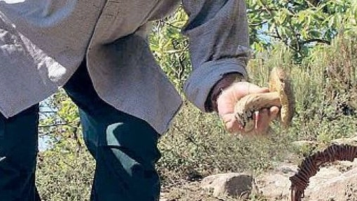  I porcini si trovano nei boschi e nelle fiere in Lunigiana dove si mangiano  (foto di repertorio)