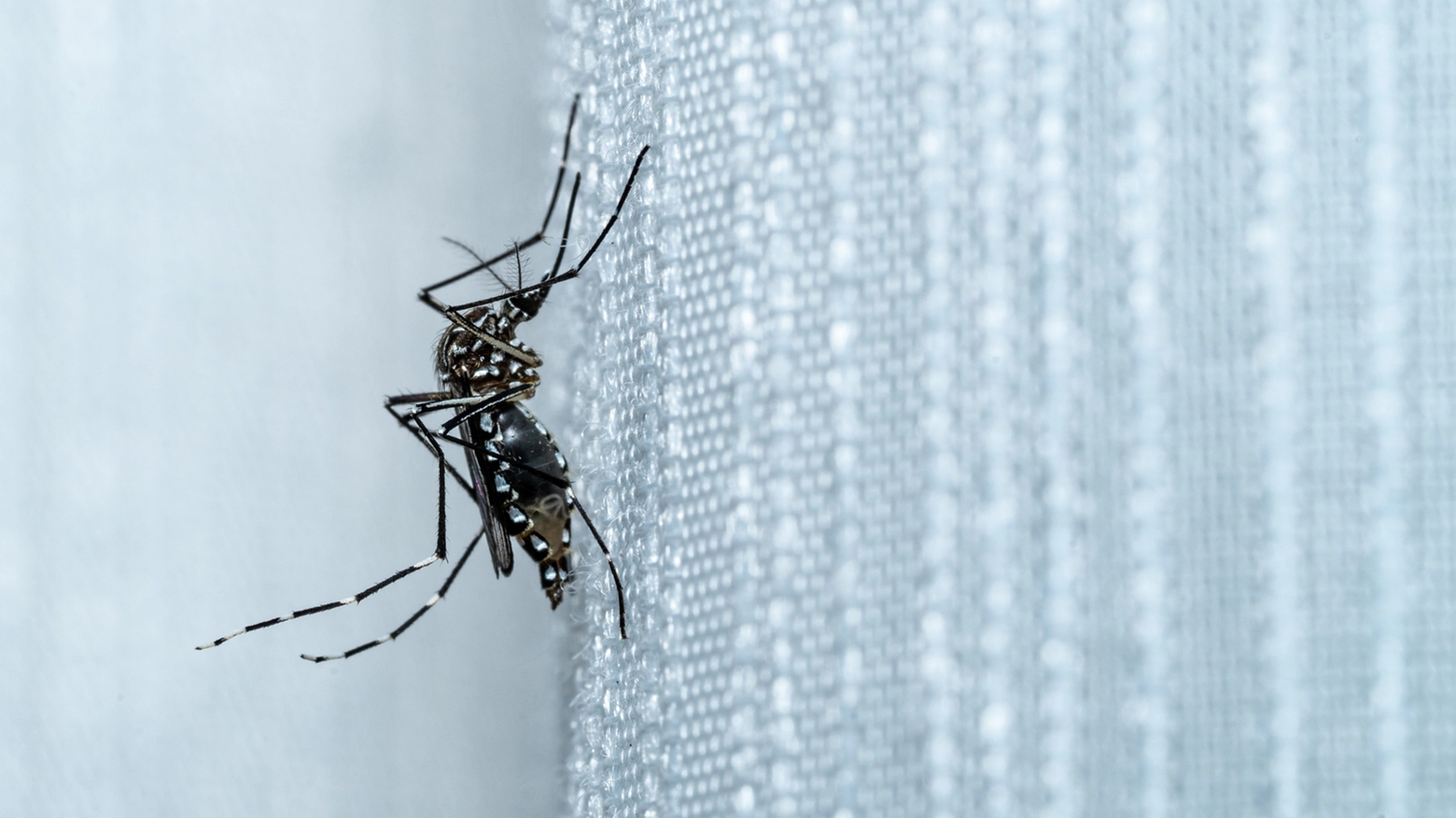 La temibile zanzara Aedes Aegypti