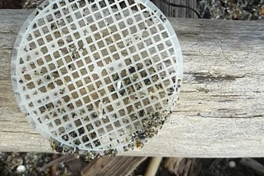 GLI «INVASORI» Uno dei dischetti di plastica che sono stati ritrovati anche sulla spiaggia di Feniglia da Fabio Lubrano (nel riquadro)