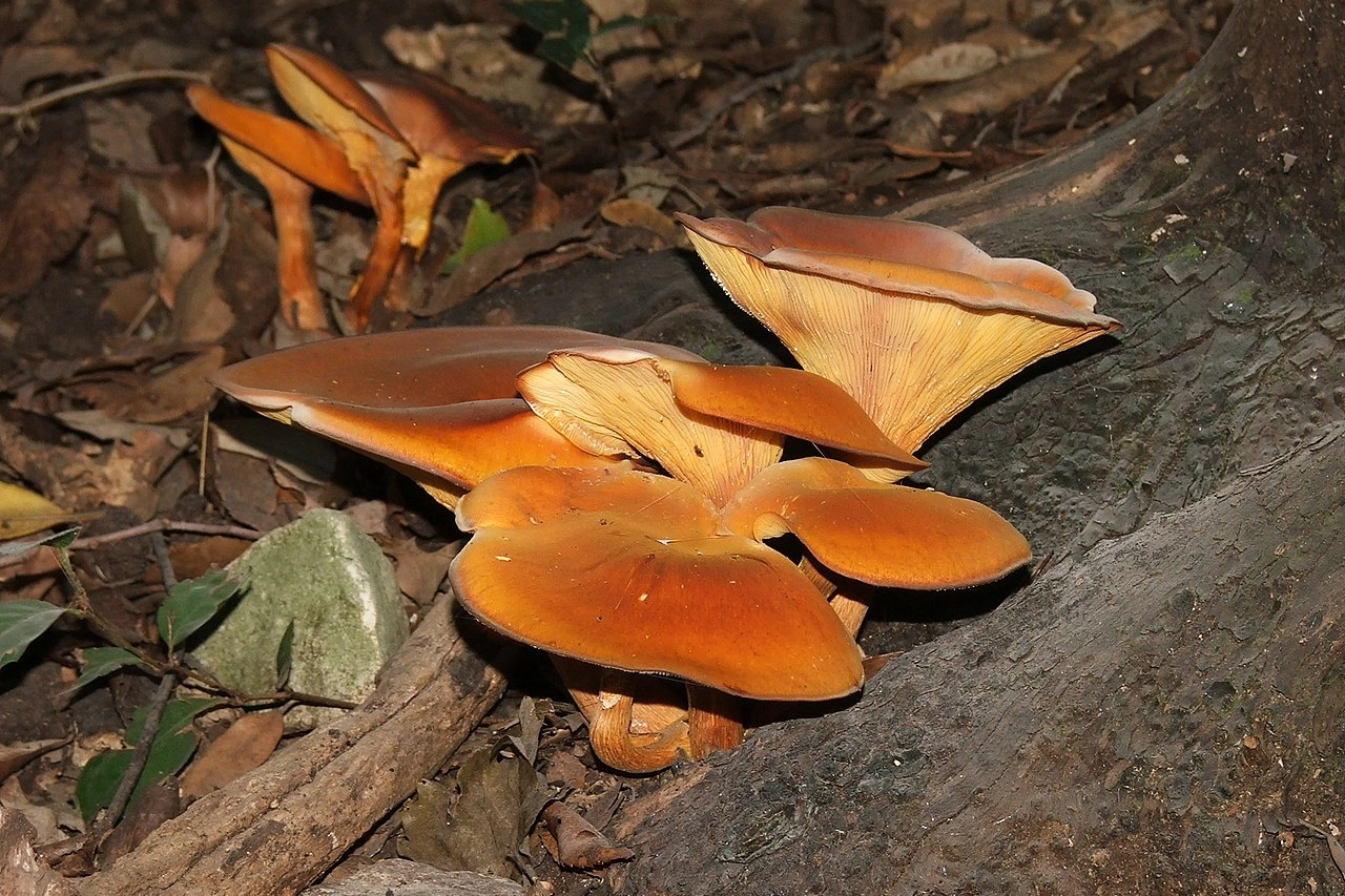 Omphalotus olearius