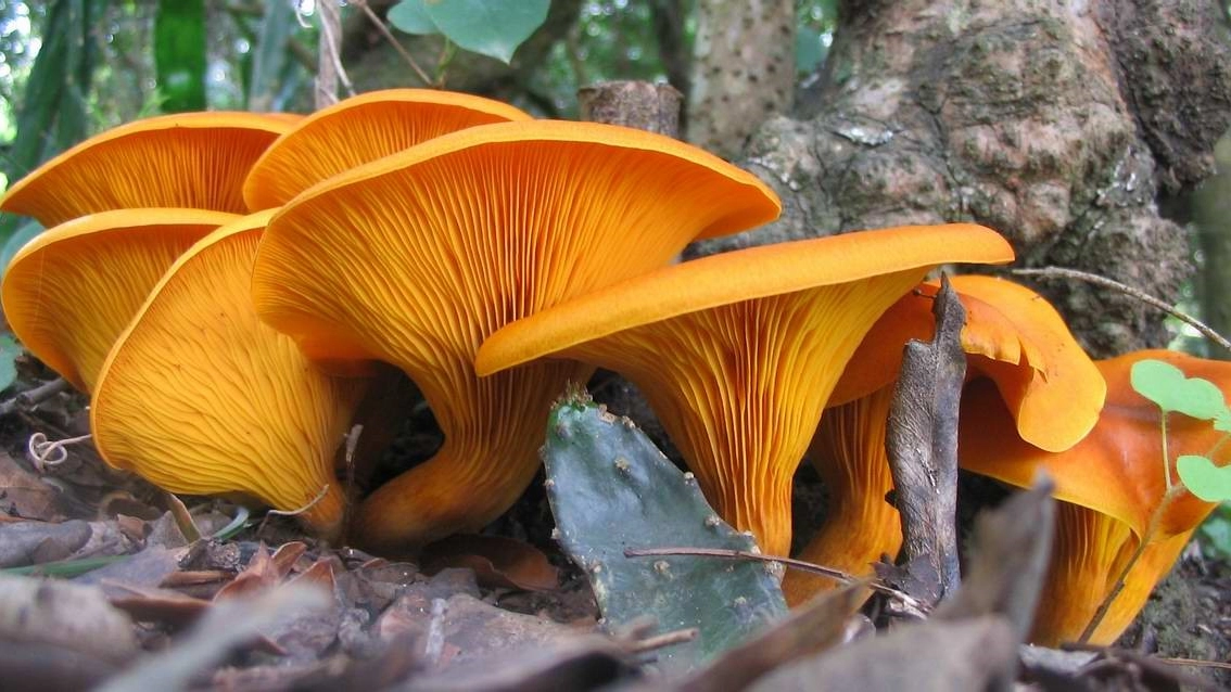Funghi della specie Omphalutus olearius