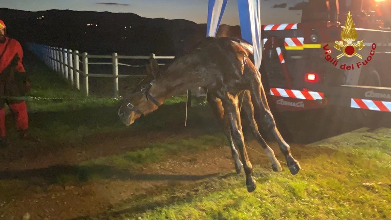 Il soccorso al cavallo