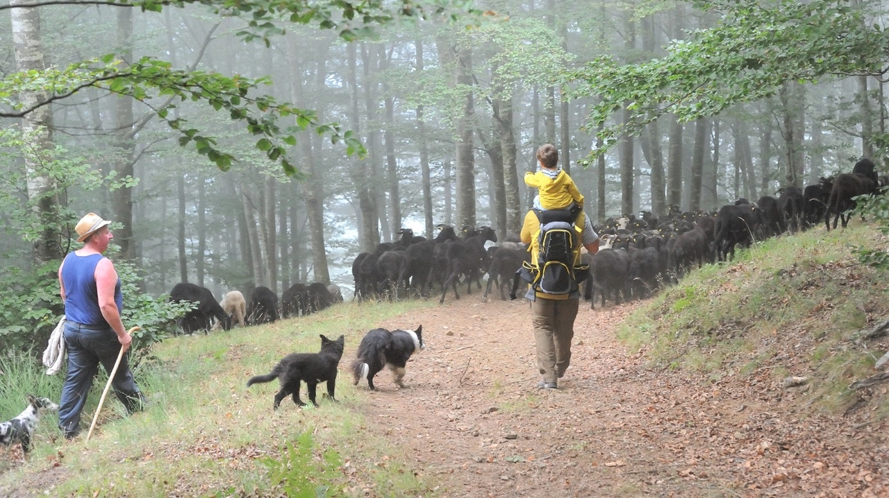 Seconda edizione di "Alba e colazione in quota portando le pecore al pascolo", ideata e organizzata da un'azienda agroforestale pistoiese. Le modalità di iscrizione