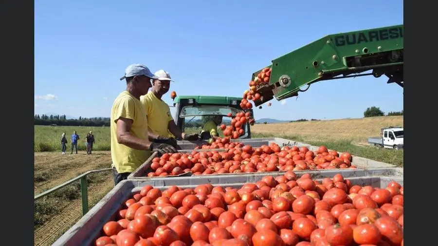 Allarme povertà, arriva il pomodoro sospeso: un imprenditore regala 20 quintali invenduti