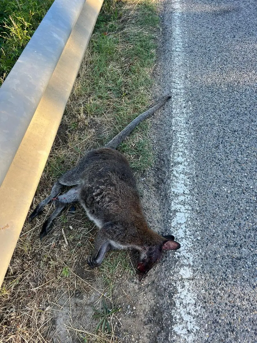 Canguro travolto da un auto il sindaco